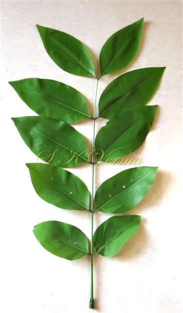  Leaf
